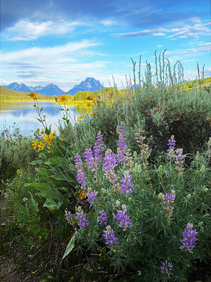 Teton Wildflowers  Photograph by Lori Frisch
