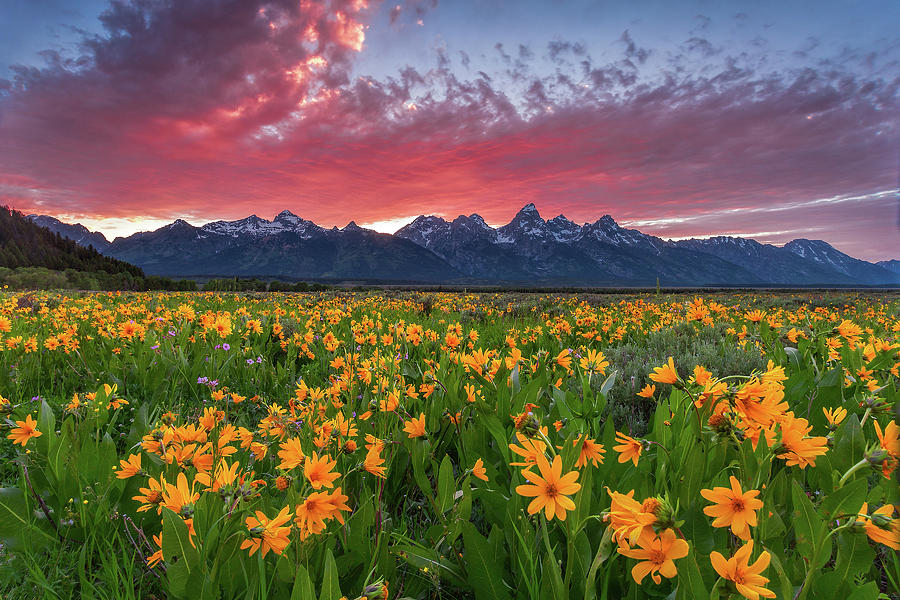 Tetons And Wildflowers Photograph