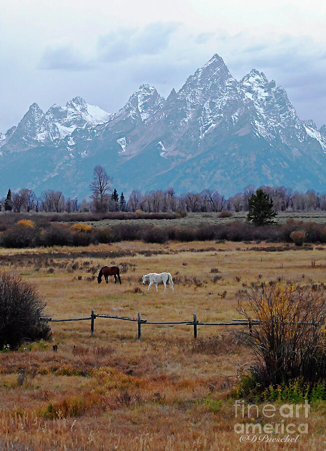 Tetons Fields and Horses Photograph by Debby Pueschel