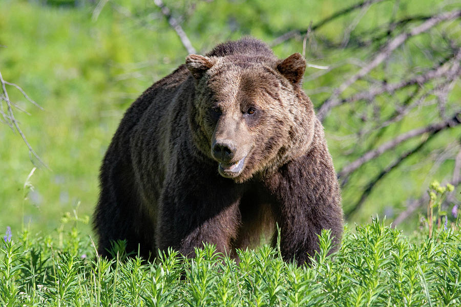 Tetons Grizzly 3 Photograph by Darlene Bushue - Fine Art America