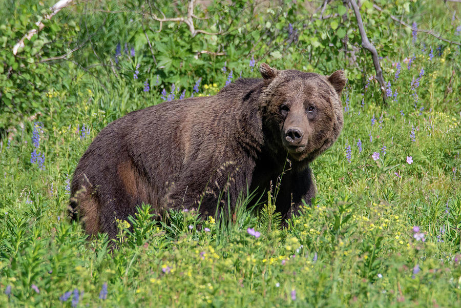 Tetons Grizzly Photograph by Darlene Bushue