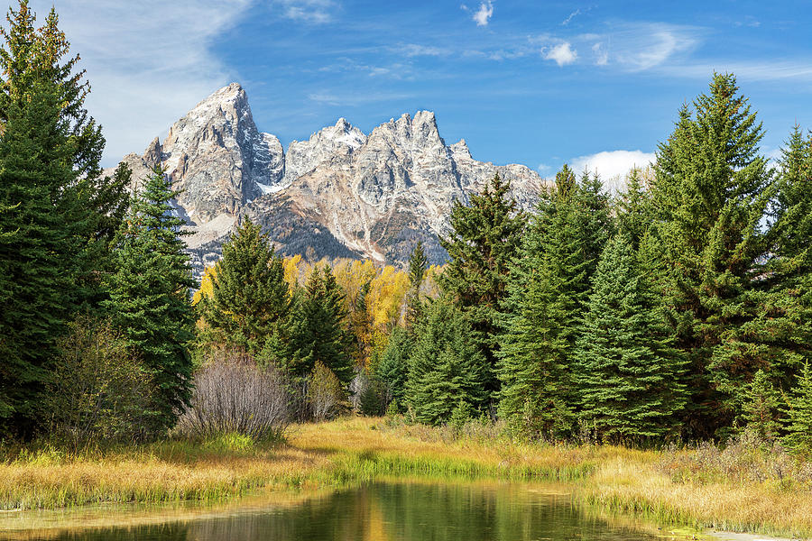Tetons in the Trees Photograph by Tim Stanley
