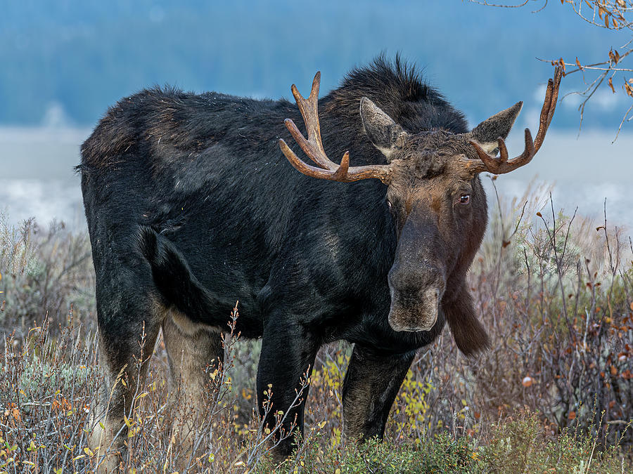 Tetons Moose Photograph by Douglas Wielfaert