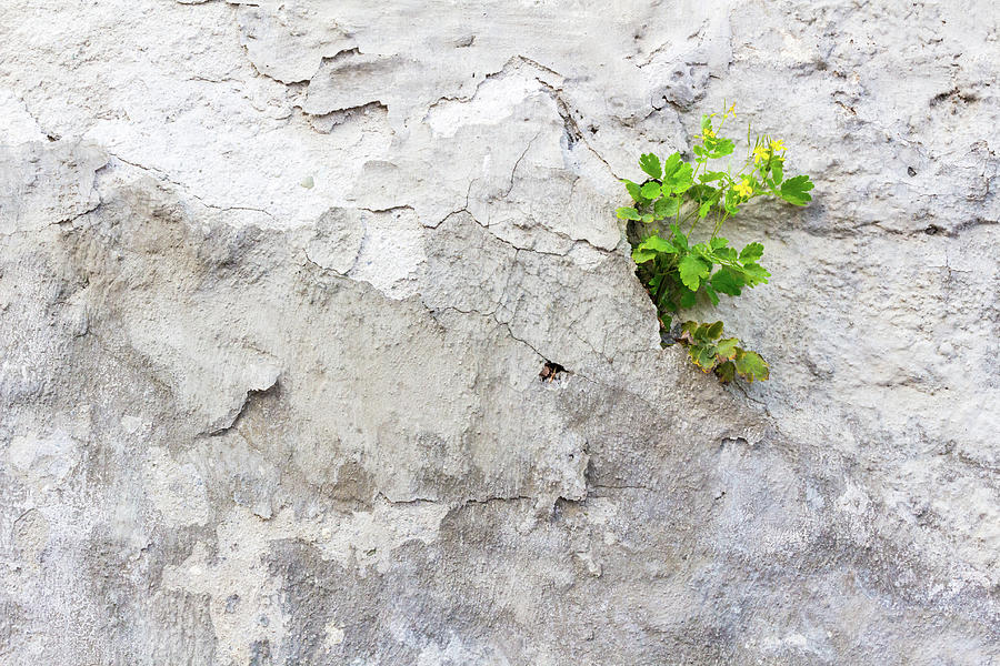 Tetterwort on gray weathered plaster wall Photograph by Viktor Wallon-Hars