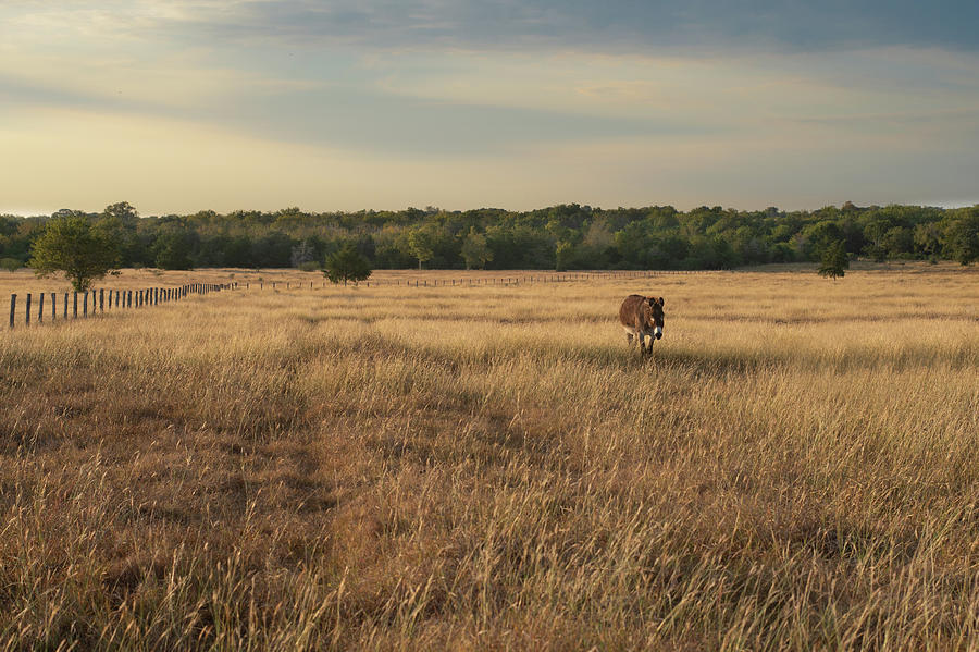 Texa Ranch Morning Photograph by Kirk Cypel - Fine Art America