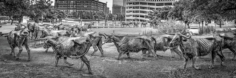 Texan Longhorns Cattle Drive Monochrome Panorama - Dallas Pioneer Plaza Photograph by Gregory Ballos