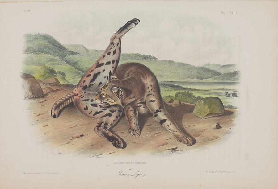Texan Lynx - c. 1851 Digital Art by Kim Kent