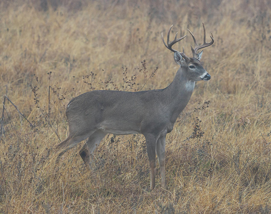 Texas 10 Point Buck In the Fog Photograph by Ron Long Ltd Photography