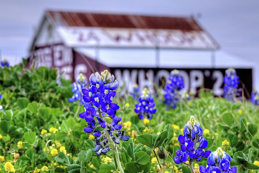 Texas Aggie Barn and Bluebonnets Photograph by JC Findley