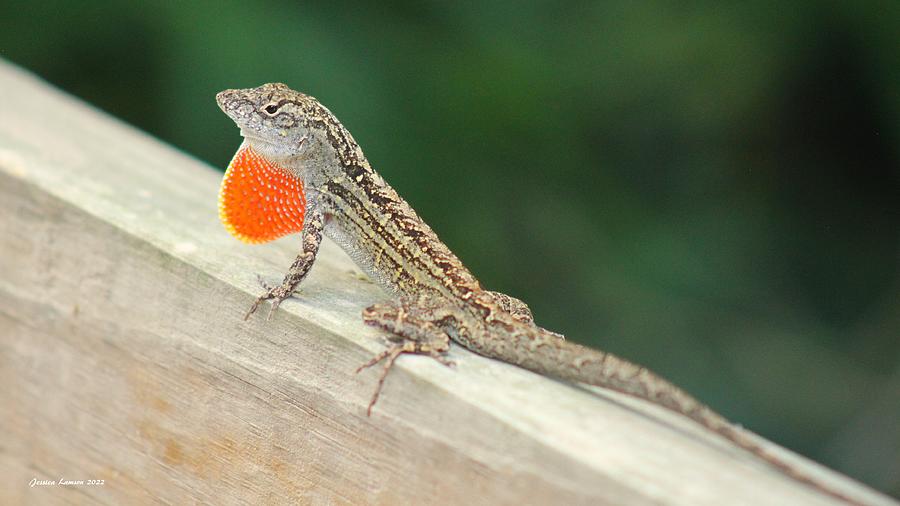 Texas Anole Photograph by Jessica Lamson - Fine Art America