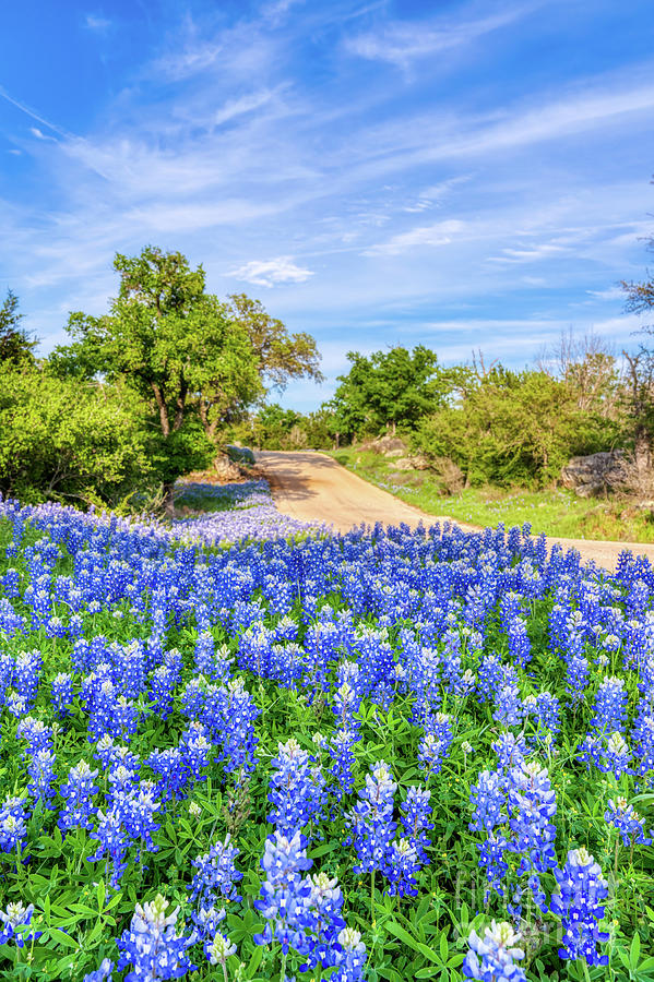 Texas Backroad Bluebonnets Vertical 2 Photograph by Bee Creek ...