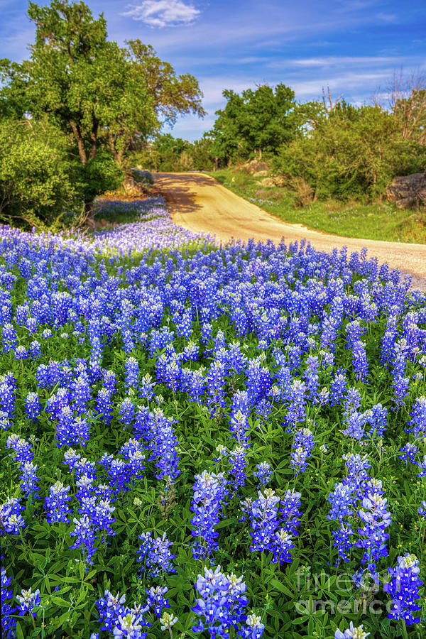 Texas Backroad Bluebonnets Vertical Photograph by Bee Creek Photography ...