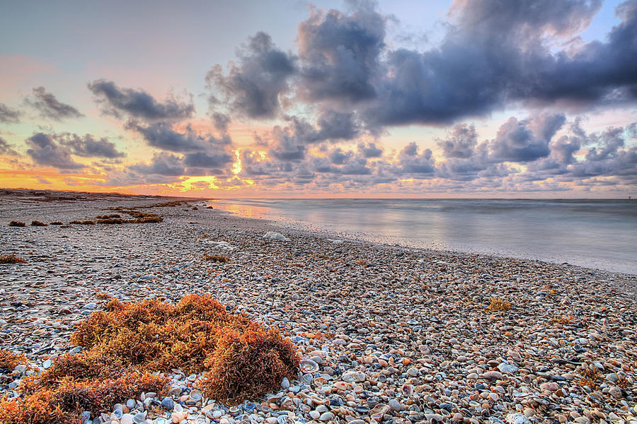 Texas Beach Seashells Photograph by JC Findley
