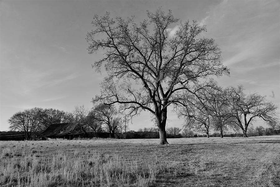 Texas Black and White Photograph by MoesPhoto - Fine Art America