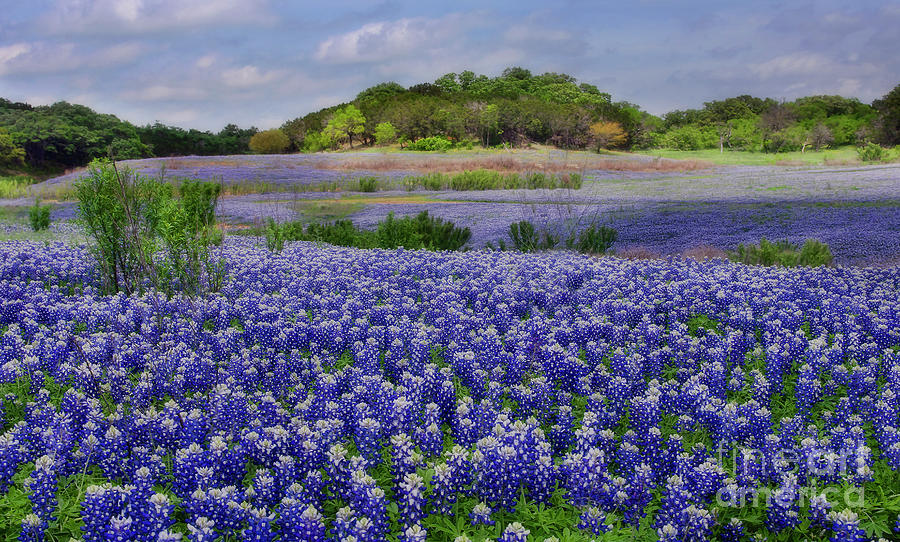 Texas Blue Beauties Photograph by Darla Rae Norwood - Fine Art America