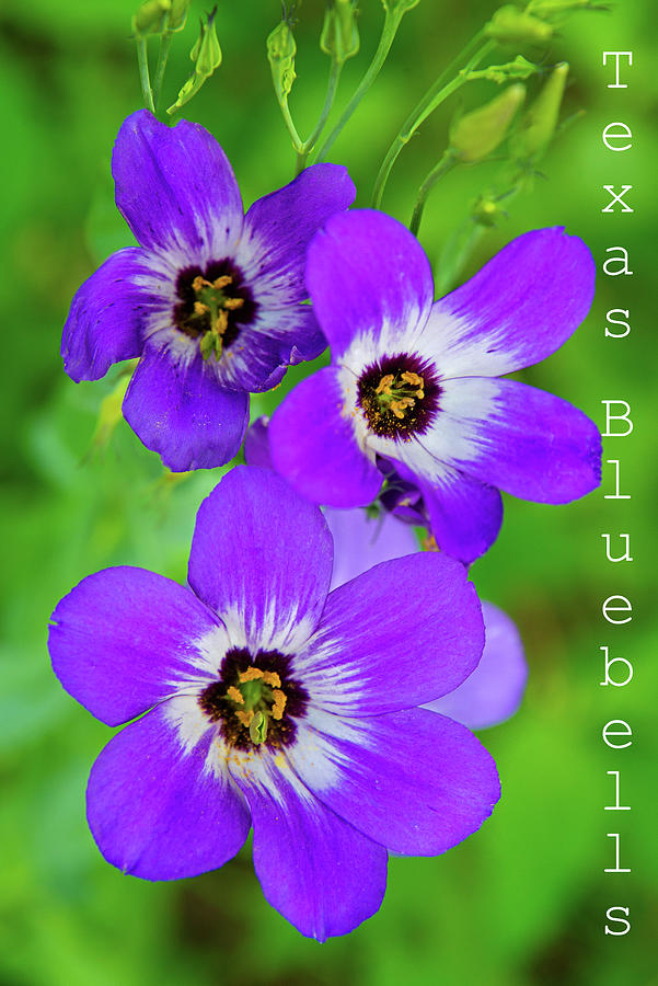 Texas Bluebell Beauty with Label Photograph by Lynn Bauer