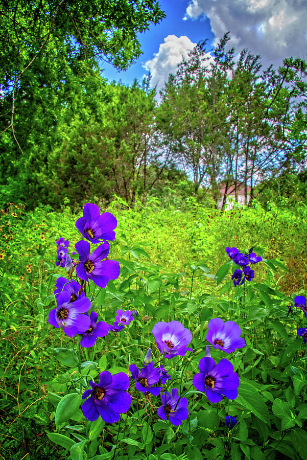 Texas Bluebell Bouquet  Photograph by Lynn Bauer
