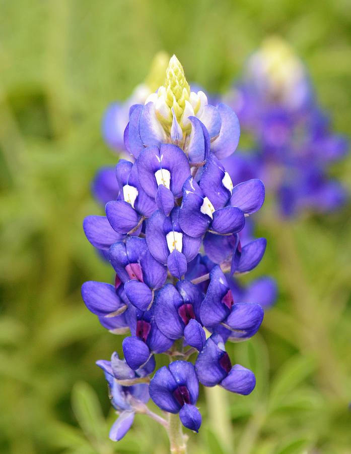 Texas Bluebonnet Close Up Portrait Photograph by Gaby Ethington - Pixels