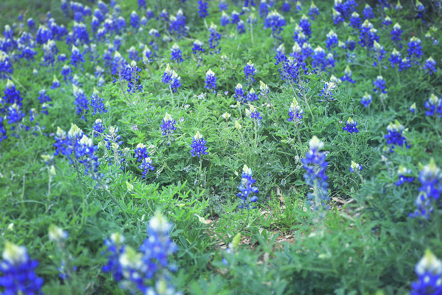 Texas Bluebonnet Field Photograph by Dan Sproul