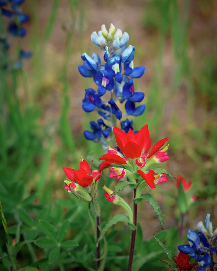 Texas Bluebonnet Photograph by Kelly Corey | Fine Art America