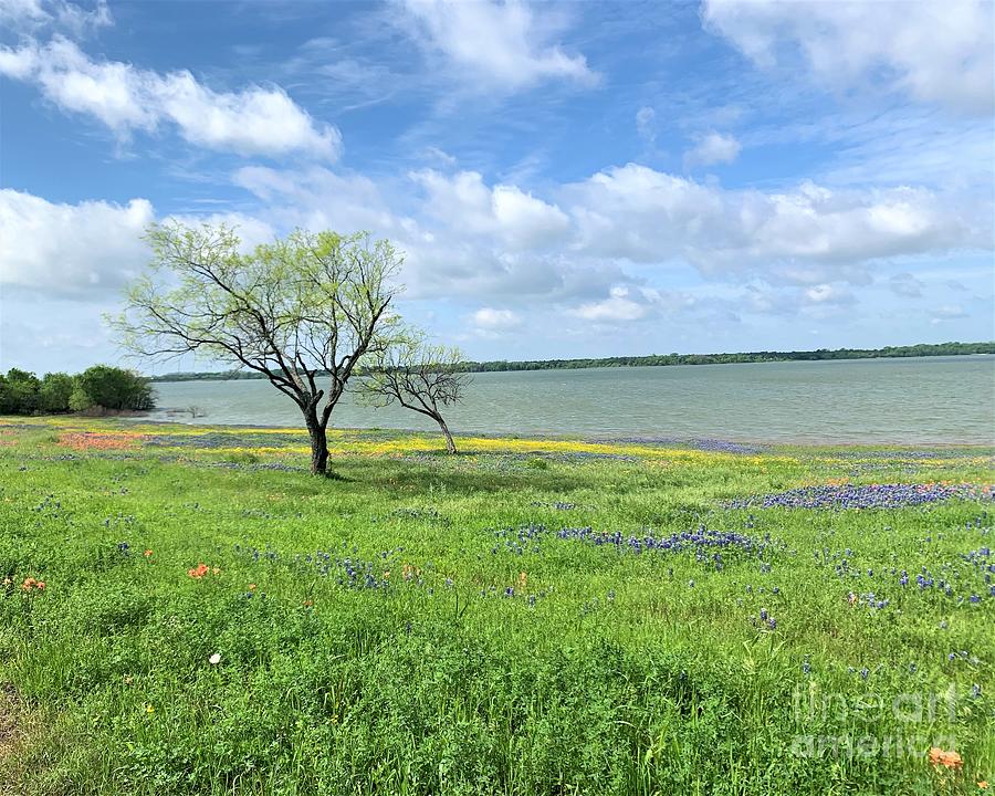 Texas Bluebonnet Meadow Photograph