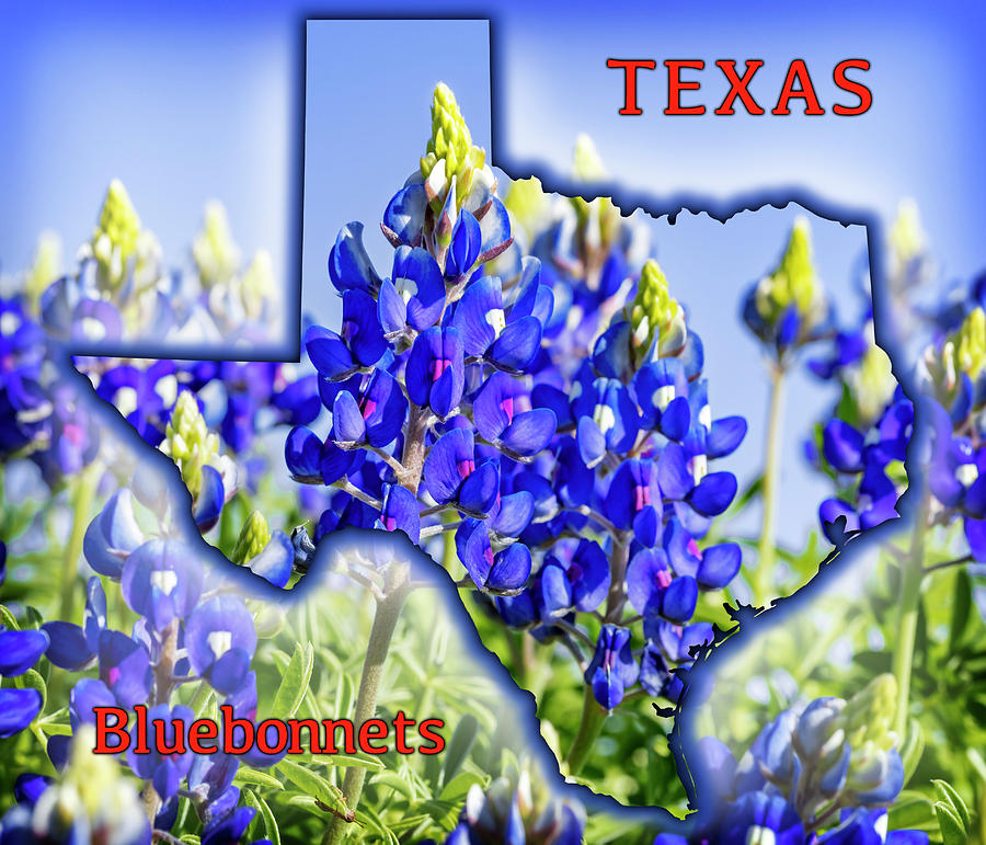 Texas Bluebonnet Outline Graphic Photograph By Kelley King Fine Art   Texas Bluebonnet Outline Graphic Kelley King 