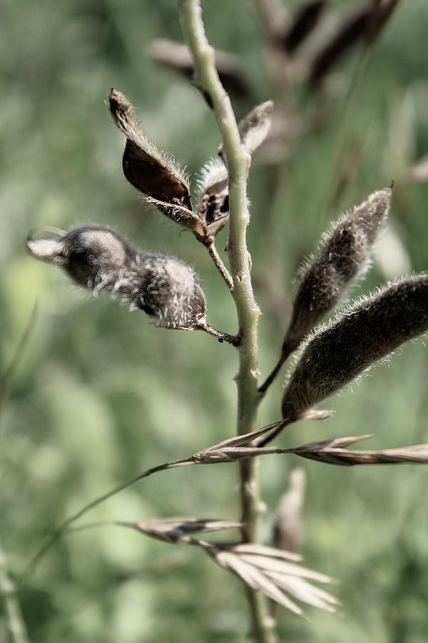 Texas Bluebonnet Seed Pods Photograph by W Craig Photography