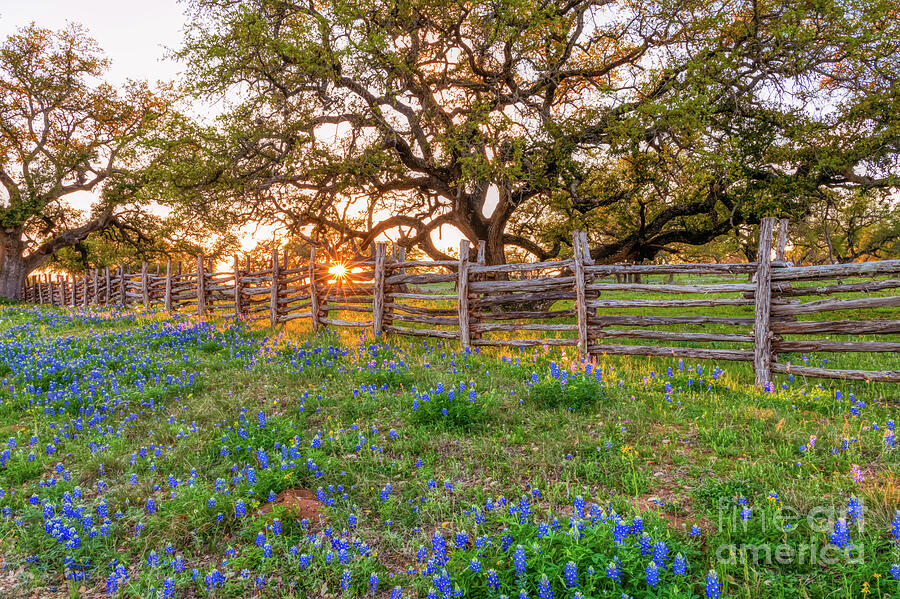 Texas Bluebonnet Sunset at Fence Photograph by Bee Creek Photography