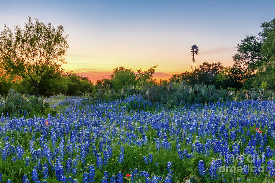 Texas Bluebonnet Sunset Landscape Photograph by Bee Creek Photography - Tod and Cynthia