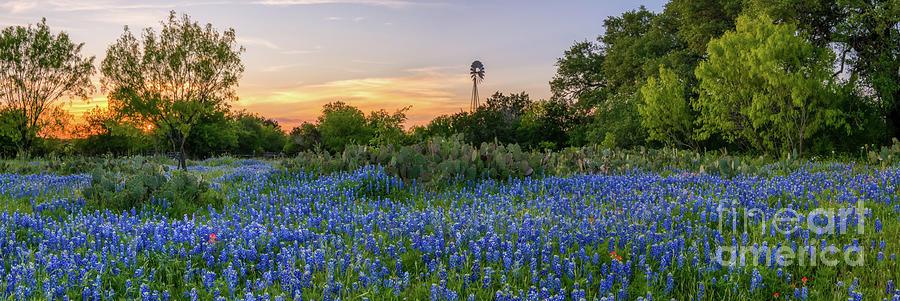Texas Bluebonnet Sunset Landscape Pano 9570 Photograph by Bee Creek Photography - Tod and Cynthia