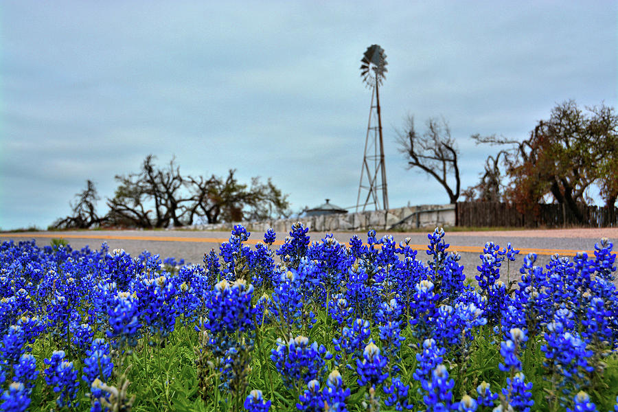 Texas Bluebonnet Trail Photograph by Ben Prepelka