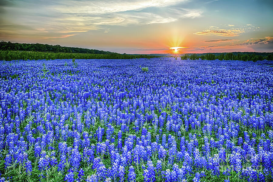 Texas Bluebonnet Vista  - Pictures of Bluebonnets Images Photograph by Bee Creek Photography - Tod and Cynthia