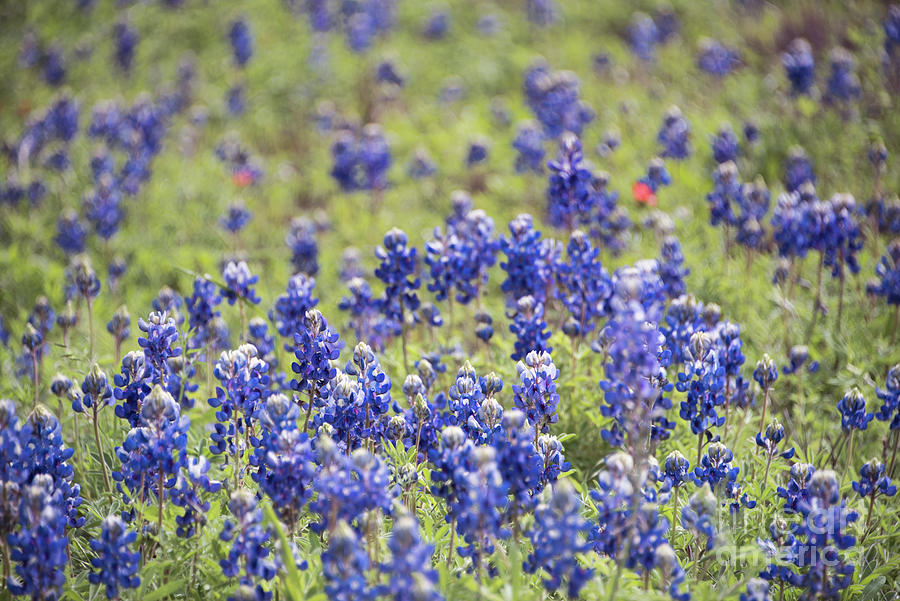 Texas Bluebonnets 10 Photograph by Andrea Anderegg