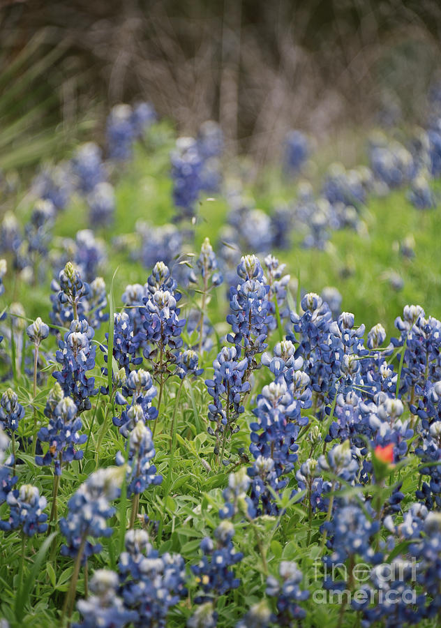 Texas Bluebonnets 12 Photograph by Andrea Anderegg