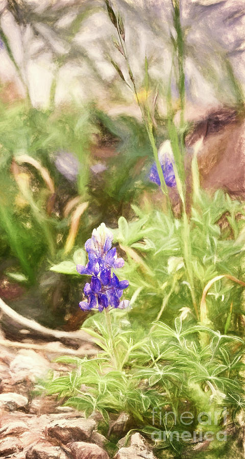 Texas Bluebonnets 13 #painting Photograph by Andrea Anderegg
