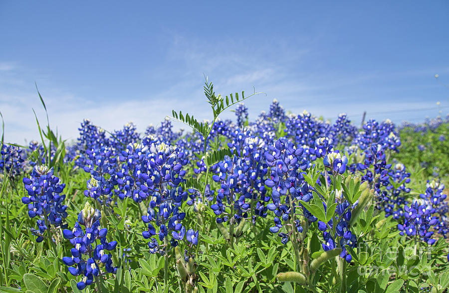 Texas Bluebonnets 14 Photograph by Andrea Anderegg