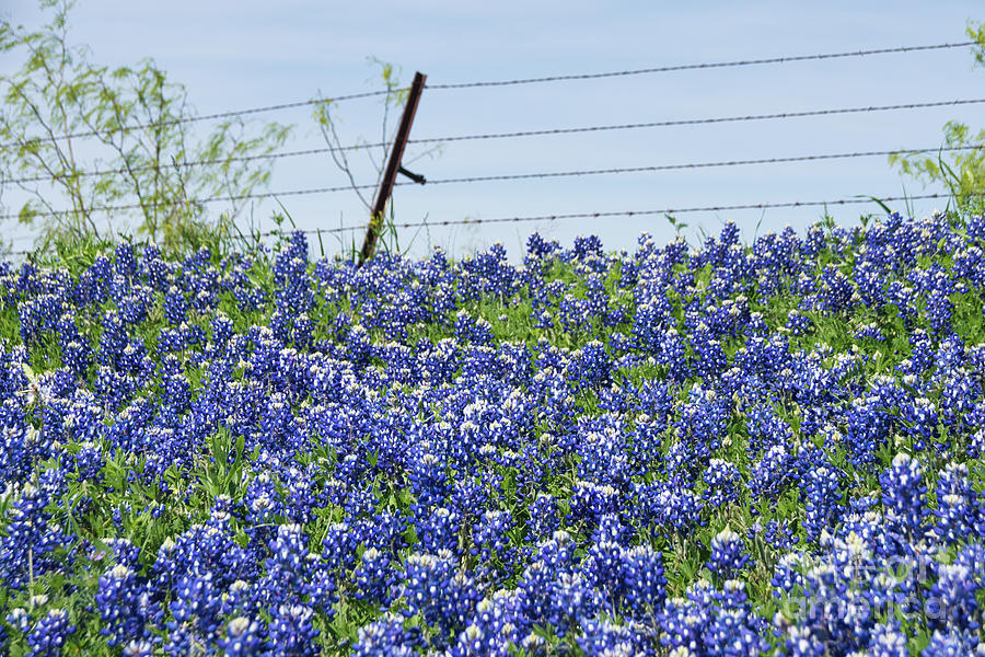 Texas Bluebonnets 17 Photograph by Andrea Anderegg