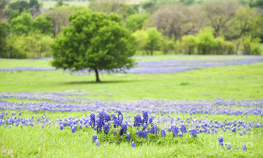 Texas Bluebonnets 21 Photograph by Andrea Anderegg - Fine Art America