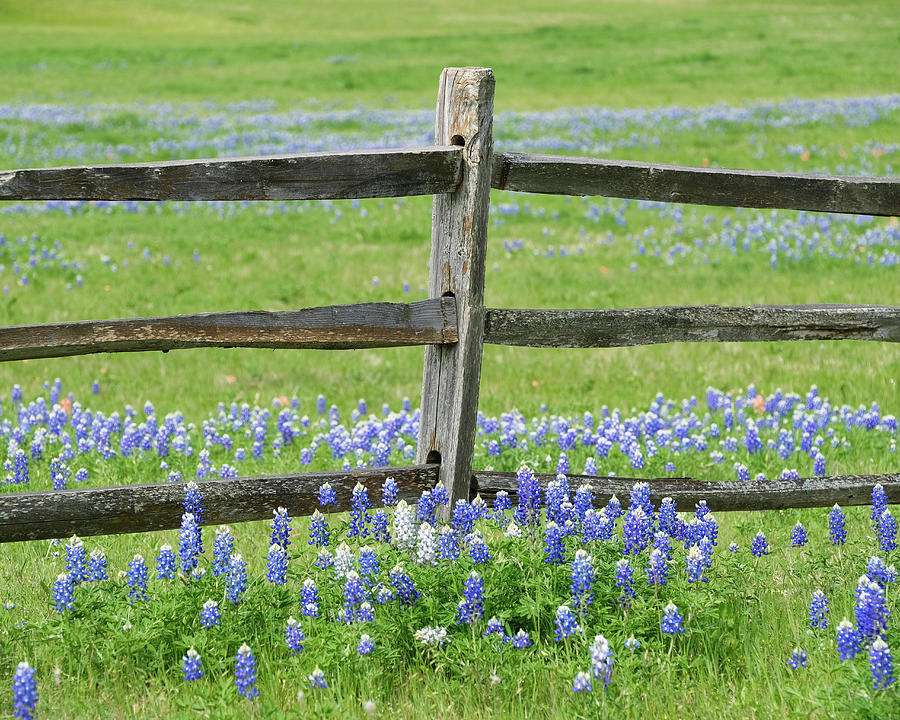 Texas Bluebonnets Along Fence Line Photograph by Robert Bellomy