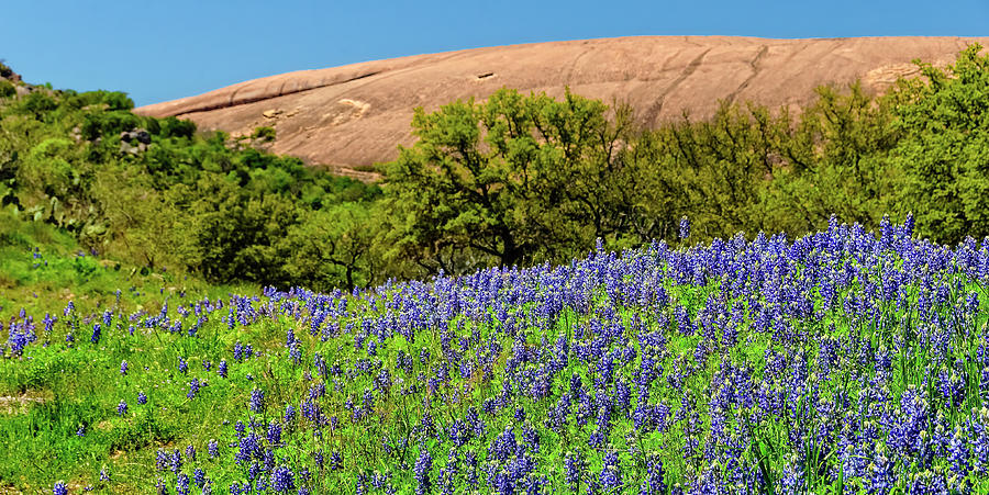 Flower Photograph - Texas Bluebonnets and Enchanted Rock 2016_02 by Greg Reed