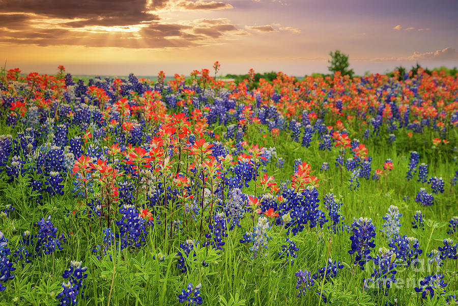 Texas Bluebonnets And Indian Paintbrush Wildflower Field Bloomin