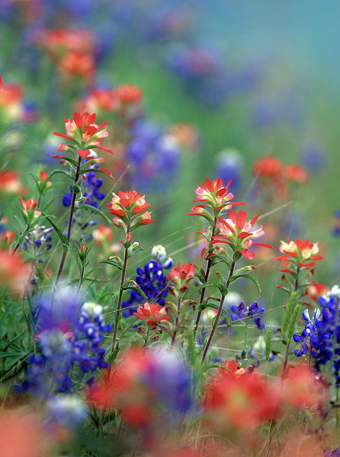 Nature Photograph - Texas Bluebonnets and Indian Paintbrushes, Hill Country, Texas by Tim Fitzharris