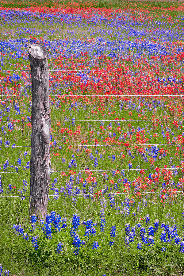 Texas Bluebonnets and Paintbrush - Wildflowers Landscape Flowers Blue Bonnet Photograph by Jon Holiday