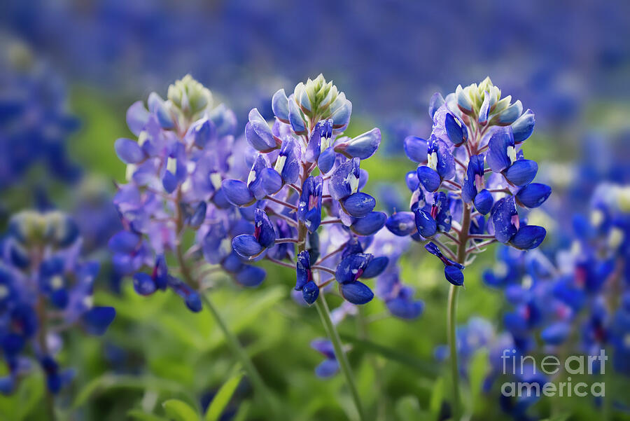 Texas Bluebonnets Photograph by Angie Birmingham - Fine Art America