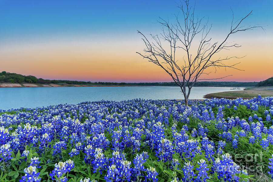 Texas Bluebonnets at the Lake Sunset Landscape Photograph by Bee Creek ...