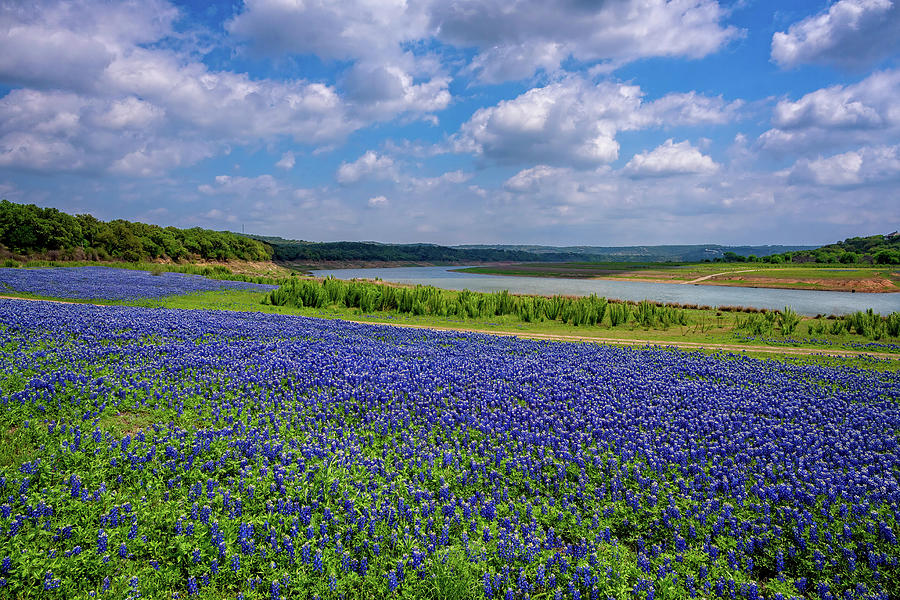 Texas Bluebonnets at Turkey Bend Photograph by Lynn Bauer