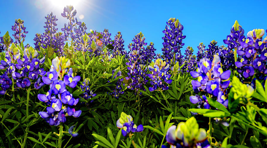 Texas Bluebonnets Backlit_01 Photograph by Greg Reed