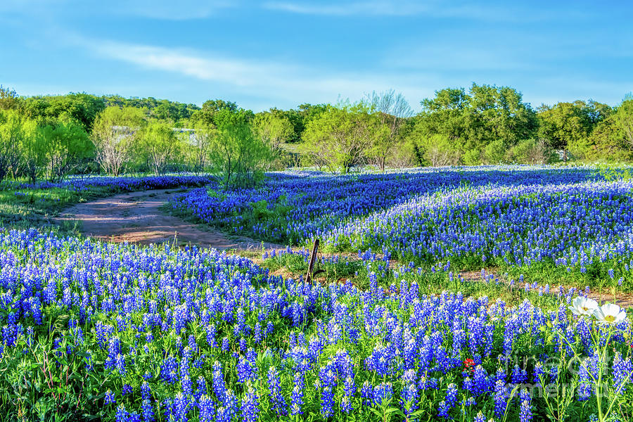 Texas in Hill Country Photograph by Bee Creek Photography