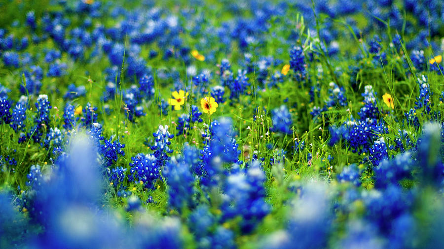 Texas Bluebonnets Photograph by Jon Herrera
