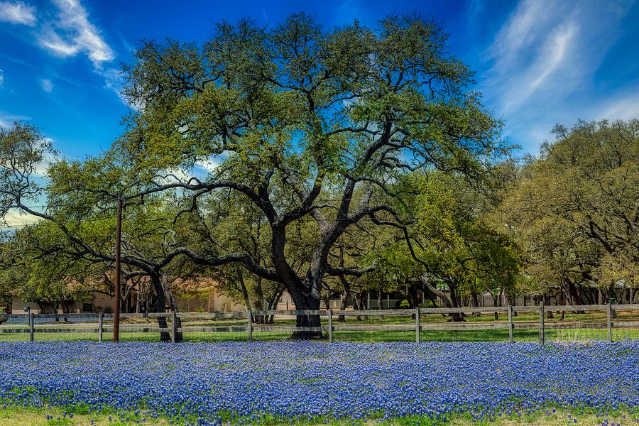 Texas Bluebonnets Photograph by Mountain Dreams - Pixels